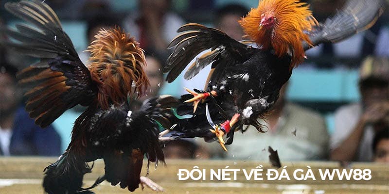 Thông tin cơ bản về đá gà WW88