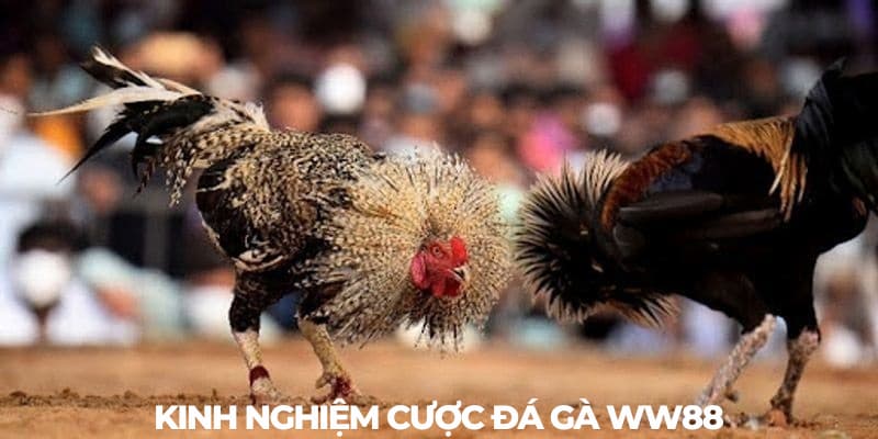 Bật mí kinh nghiệm cược đá gà WW88 dễ thắng