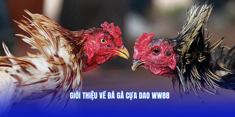 Giới thiệu chọi cựa dao WW88 tại nhà cái