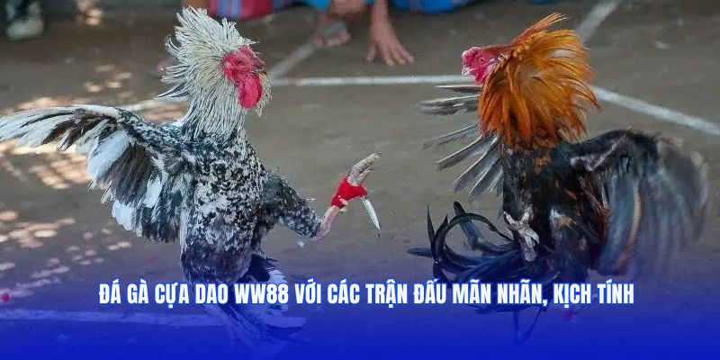 Đá gà cựa dao WW88 với các trận đấu mãn nhãn, kịch tính