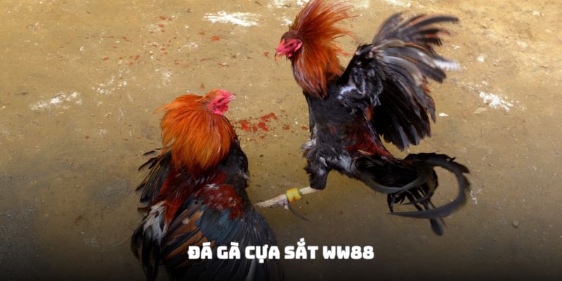 Đá gà cựa sắt WW88